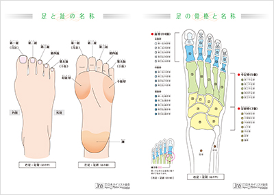 JNA足の構造図ポスター